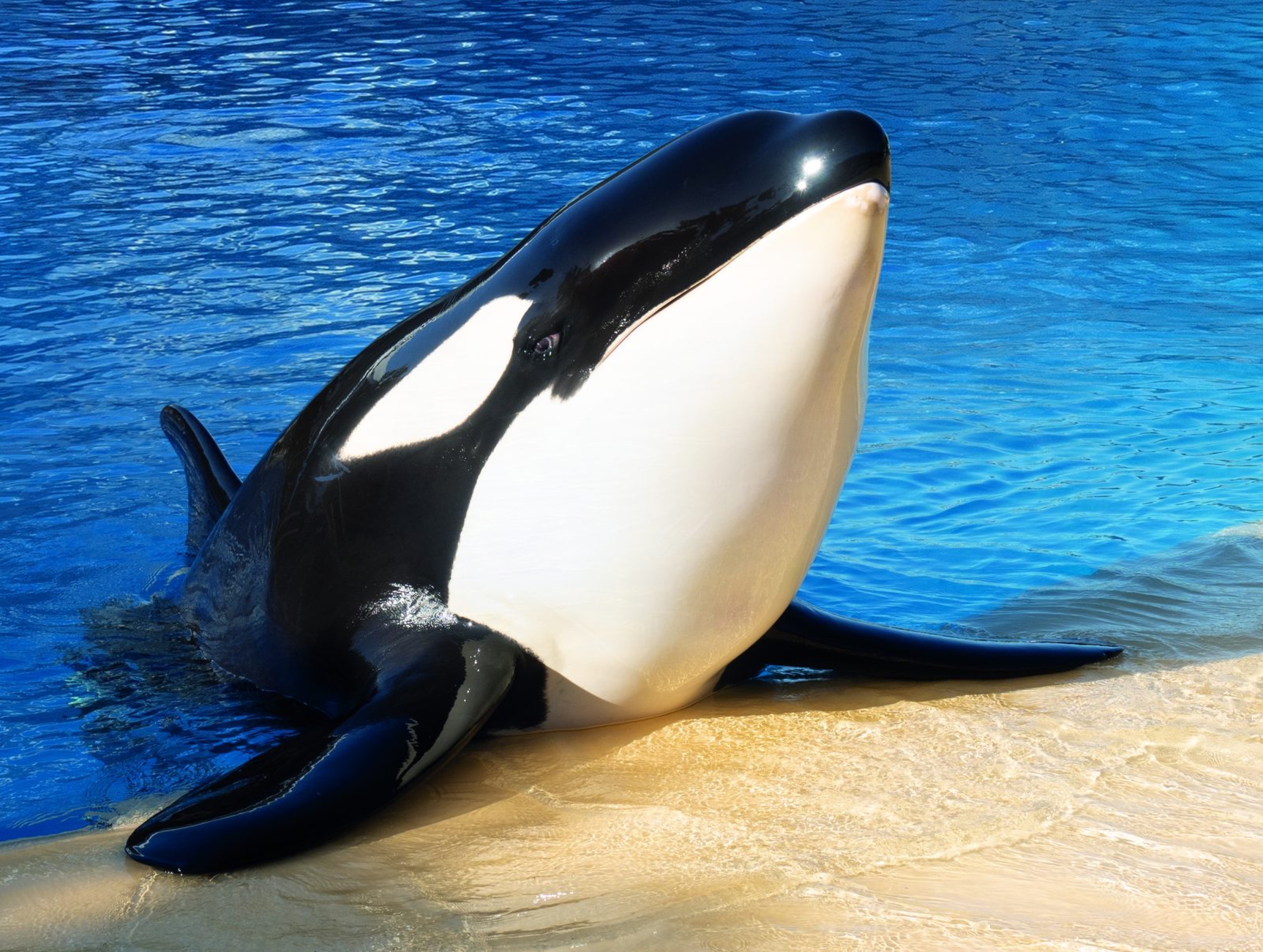 Loro Parque